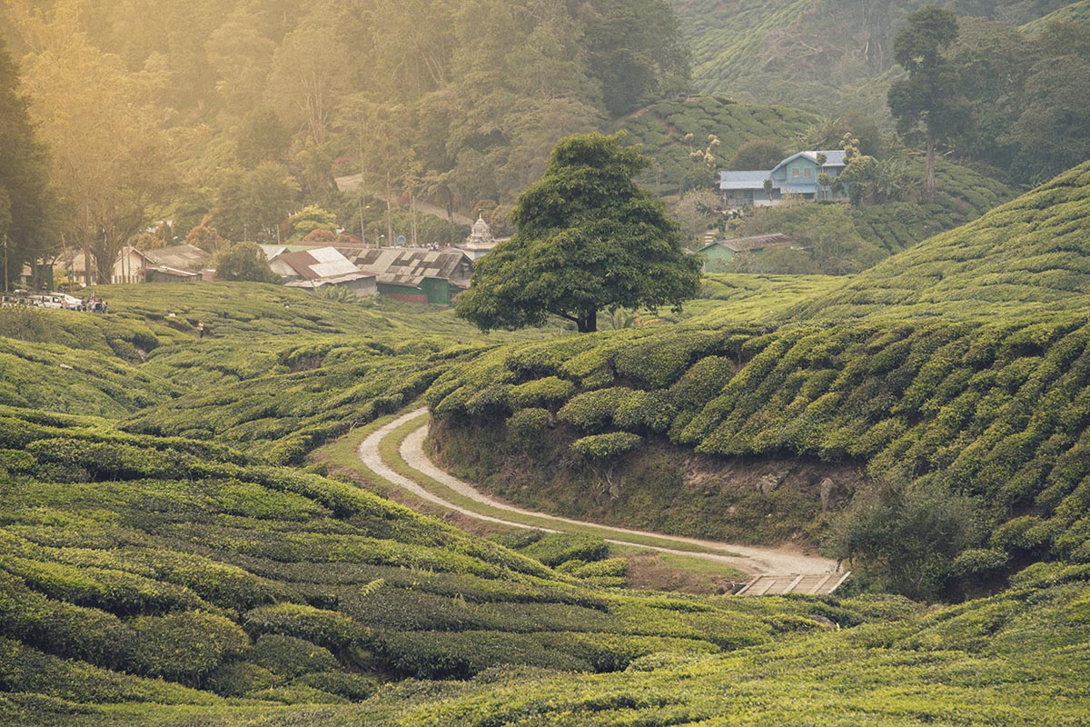 Cameron Highland, Malaysia - Tea plantation landscape